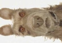Wes Anderson'ın Yeni Filmi Isle of Dogs'a İlk Bakış